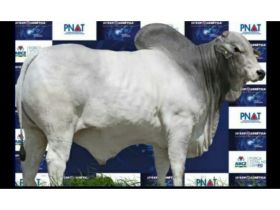 Touro PNAT 2022 avaliado em mais de 500 mil reais é arrematado em leilão