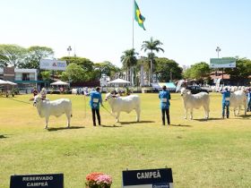 ExpoBrahman 2017 anuncia grandes campeões de pista e a campo