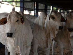 Com recorde de participação, termina amanhã o prazo para inscrever animais na ExpoGenética 2019