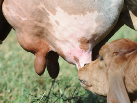 Profissionais de Saúde Animal são treinados sobre mastite