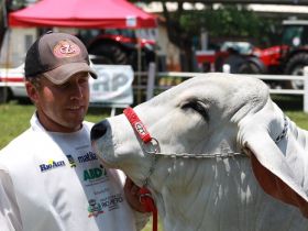 Tabapuã define os Grandes Campeões da Expo Rio Preto