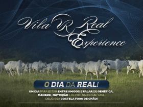 Dia de campo terá a oferta de touros da raça Nelore com o padrão Pró-Genética