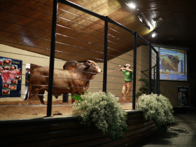 Faturamento dos Leilões da ExpoZebu já se aproxima de R$ 28 milhões