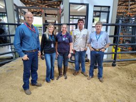 Dia de decisão para animais que participam da 90ª ExpoZebu