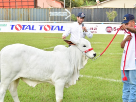 55ª Expopar reúne mais de 90 animais Nelore Mocho em Paranaíba (MS)