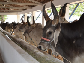 Reuniões e premiação estão na pauta da ABCZ na Exposição de Natal