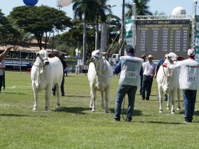 ExpoZebu: domingo é marcado por início dos julgamentos 