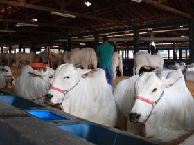 Primeiros animais da Expoinel Minas 2022 chegam ao Parque Fernando Costa