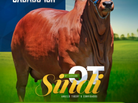 ?2º Leilão Sindi OT? acontece no próximo sábado (10)