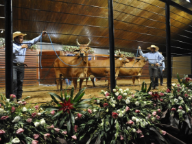 Leilões da ExpoZebu movimentam mais de R$ 24 milhões