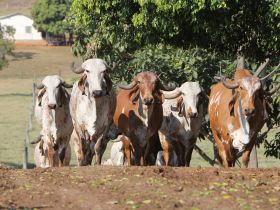 ExpoLeite será marcada por homenagens