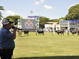 Guzolando desfila pela primeira vez na pista da ExpoZebu