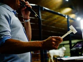 Leilões da 16ª ExpoGenética ultrapassam a marca de R$ 33 milhões