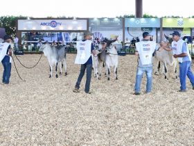 Guzerá Leiteiro foi destaque na 3ª ExpoLeite