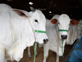 ExpoZebu 2019: Termina na próxima sexta (05) prazo para inscrever animais com desconto
