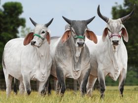 Guzerá e ABCZ promovem evento para fomento da raça e cruzamentos