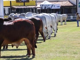 ExpoZebu 2022: Inscrições de animais começam na próxima segunda (31)
