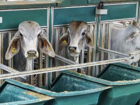 Inscrições abertas para 5ª Prova de Eficiência e Performance Brahman