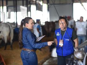 89ª ExpoZebu: Começa o 44º Concurso Leiteiro com 59 fêmeas inscritas