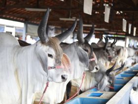 Mais de 1.660 animais já estão inscritos para a ExpoZebu 2022