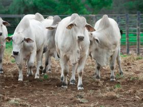 PNAT 2024: touros participantes da nova edição do programa começam a chegar à Fazenda Escola da Fazu