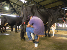 Começa Concurso Leiteiro de Fazenda