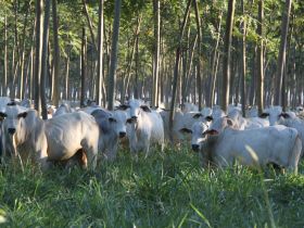 ABCZ levará conhecimento para treinamento de técnicos da Emater, em Goiânia (GO)
