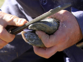 ABCZ e Senar realizam curso de casqueamento na Estância OT