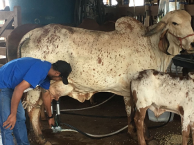 Ordenhas oficiais do 2º Concurso Leiteiro de Fazenda já começaram