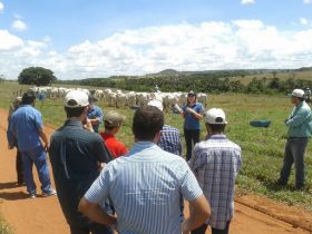 Dia de Campo apresenta melhoramento genético da raça nelore
