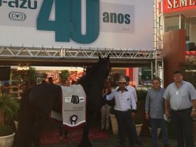 Cavalo da Raça Friesian é garoto propaganda da FAZU na ExpoZebu 2015