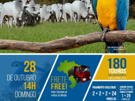 ?6º Leilão Virtual de Touros da Fazenda Araras? vai oferecer 180 exemplares de Nelore PO