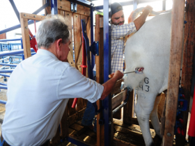 ABCZ lança Marca do PMGZ durante ExpoGenética 2017 