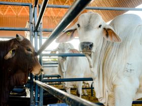 PNAT 2023: reprodutores classificados somam 13.150 doses de sêmen distribuídas