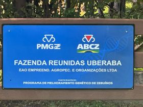 PMGZ Carne: pesagem intermediária marca início das avaliações na EAO Agropecuária