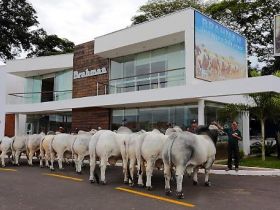 Começa julgamento da ExpoBrahman