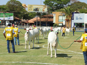 ABCZ: grande apoio para a Expoinel 2018