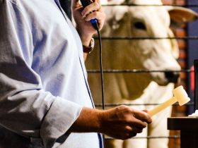 Agenda de leilões e shoppings da 90ª ExpoZebu terá início nesta quinta-feira (24)