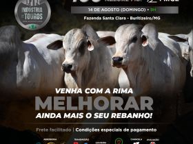 ABCZ TV transmite nesse domingo o Leilão Indústria de Touros Rima