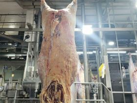 ExpoGenética: Resultados do Programa ‘Zebu: Carne de Qualidade’ serão apresentados no dia 22