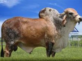 Alta apresenta vantagens da IA na ExpoZebu 2015