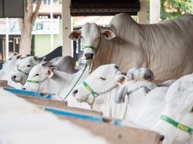Expoinel Mineira já recebeu mais de 500 animais
