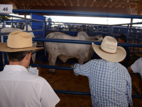 ExpoGenética terá mesa redonda sobre tendências da seleção de zebuínos