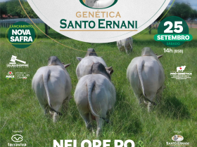 Leilão Virtual Genética Santo Ernani ofertará exemplares de Nelore e Tabapuã 
