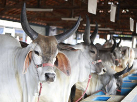 ExpoZebu 2019: Inscrições com maior desconto terminam amanhã (08)