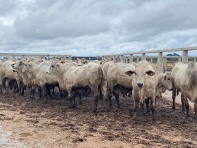 PMGZ Carne: animais do Nelore Vera Cruz passam por pesagem intermediária