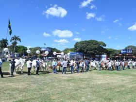 89ª ExpoZebu: confira os resultados dos campeonatos Matriz Modelo e Modelo Frigorífico