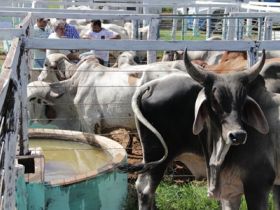 Pró-Genética foi oficializado em Mato Grosso