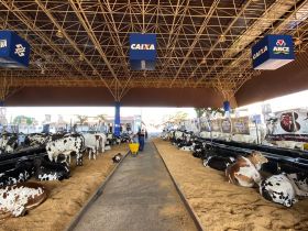 89ª ExpoZebu: confira a programação do último dia da feira