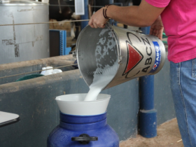 ExpoGenética: matrizes do 2º Concurso Leiteiro já estão na Fazu